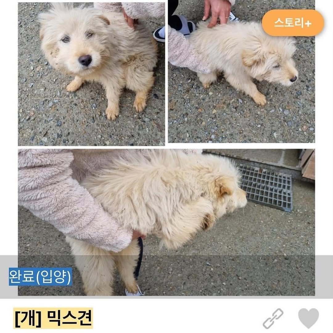 곤꼰꼬니 tweet media
