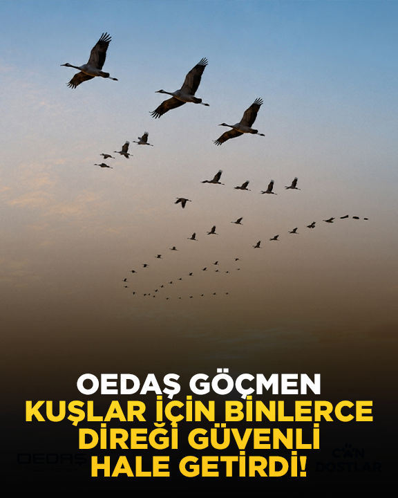Eskisehirhbr's tweet photo. OEDAŞ Göçmen Kuşlar İçin Binlerce Direği Güvenli Hale Getirdi!
https://t.co/yWEDq6MUXg https://t.co/U1tAVIYvmZ