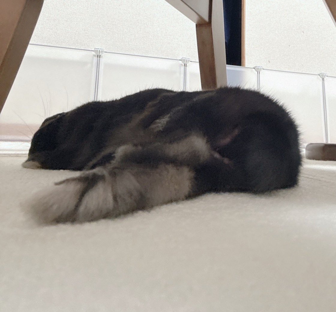 金の栗饅頭&黒豆 tweet media