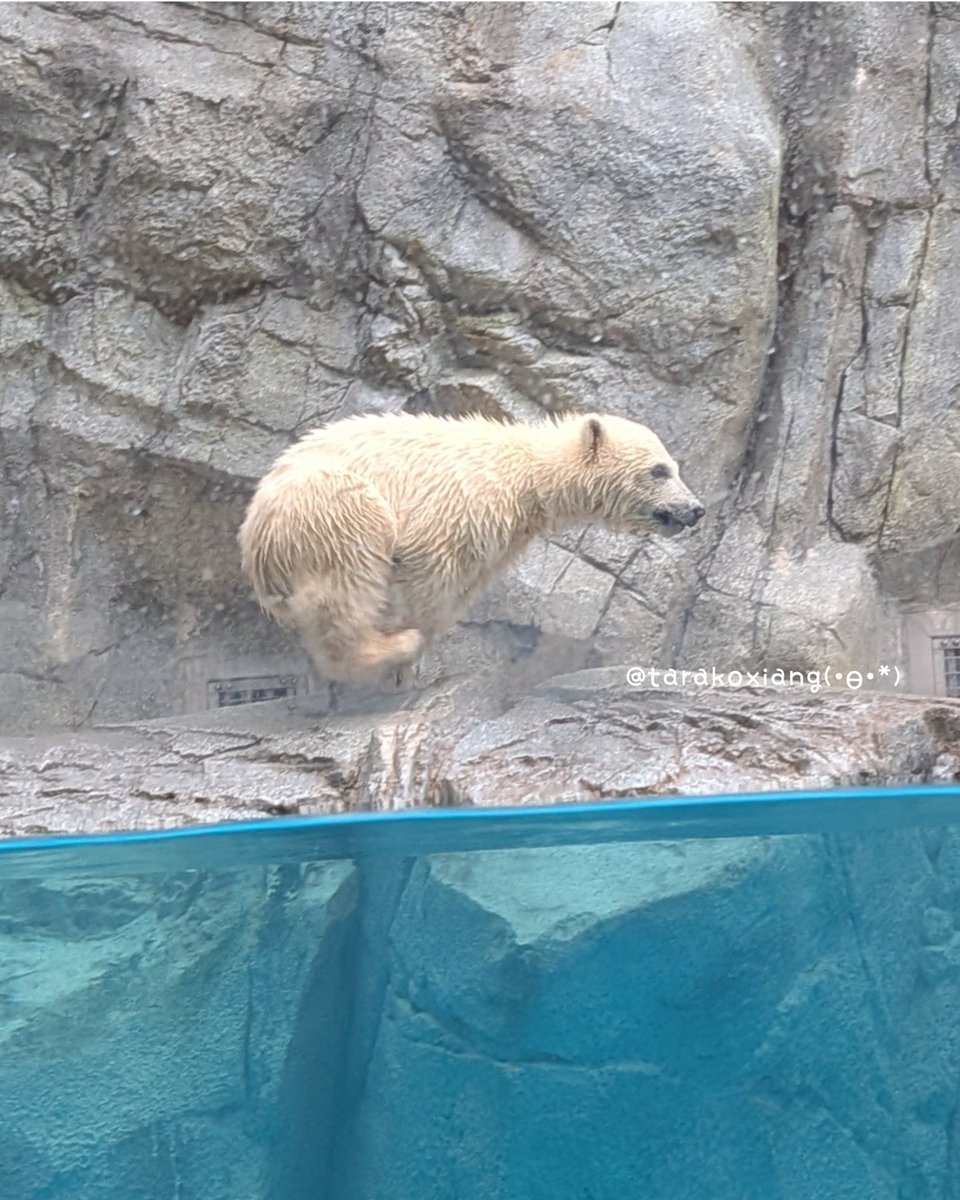 ぴょーーん💨 📷️2026年5月11日 #モモ太 #ホッキョクグマ #男鹿水族館GAO