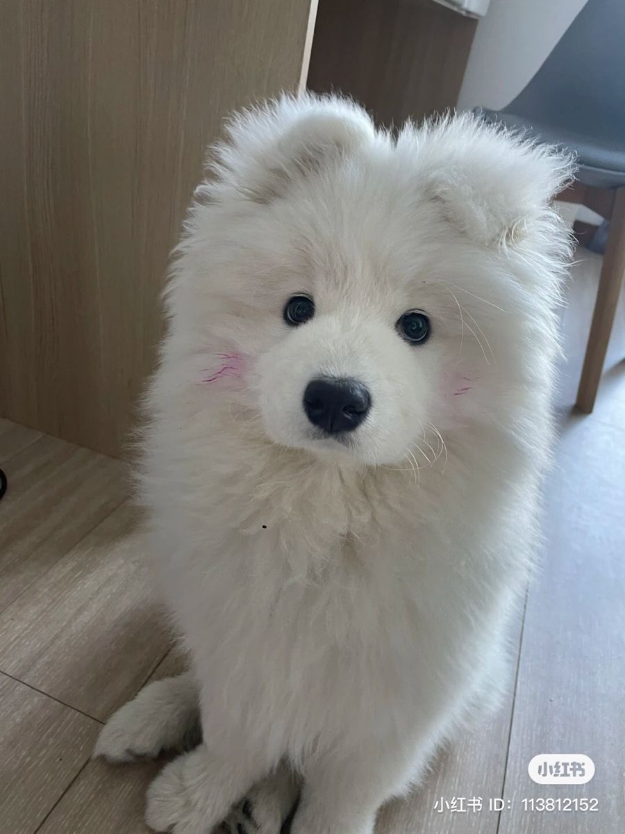 dogssaveworld's tweet photo. shy but cute 🎀🥺 https://t.co/FwAbP4v9L8