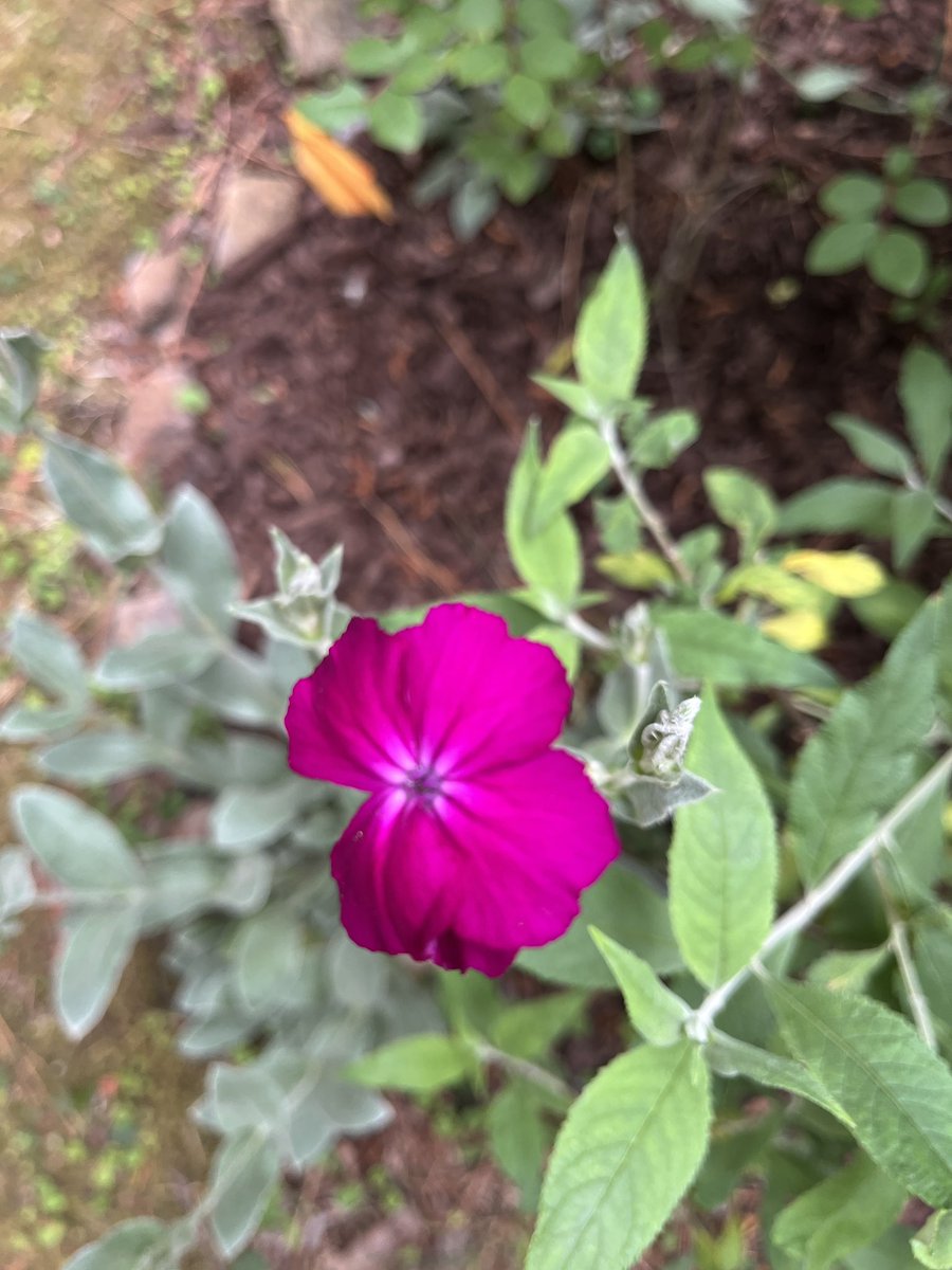 gopamnc's tweet photo. Dusty Miller bloom #gardening https://t.co/NlswZyNjJy