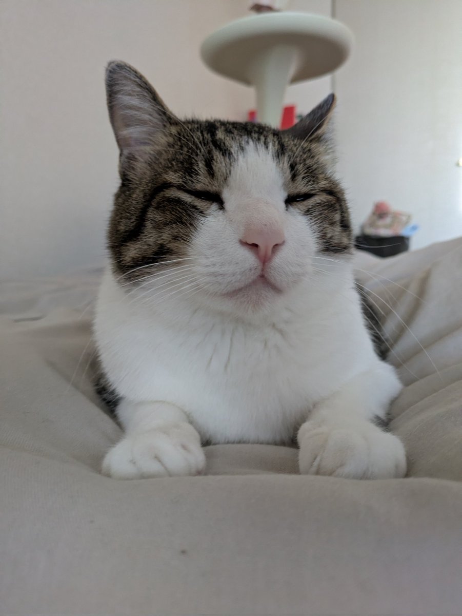 平日休み且つ猫との昼寝は最高 #猫のいる暮らし