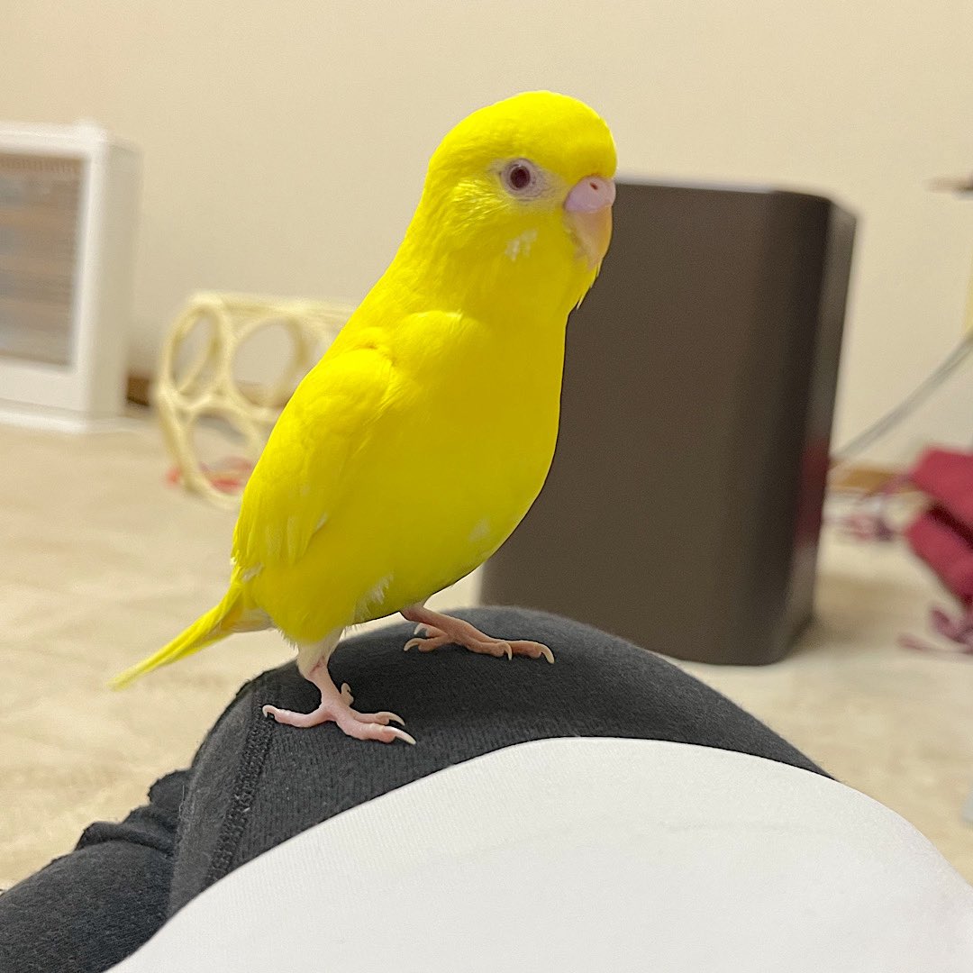 まるけパパ｜インコまるけ tweet media