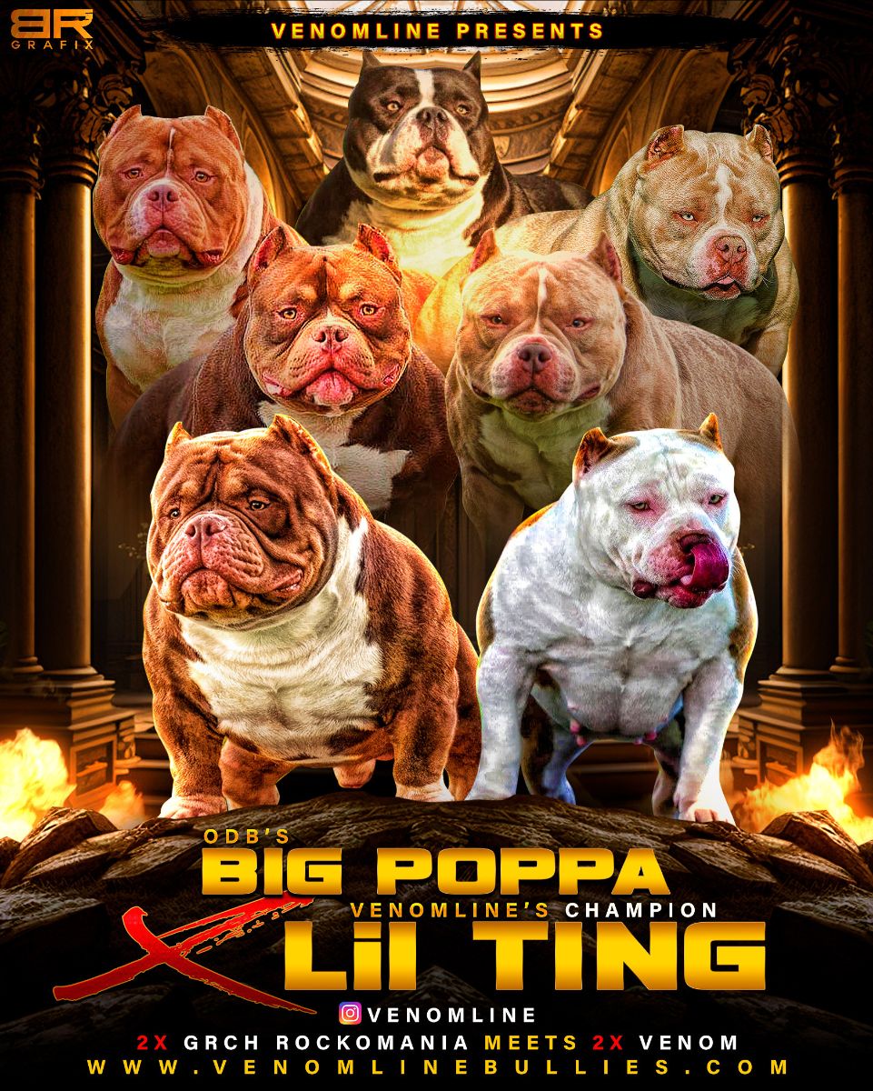 Venomline's tweet photo. Gorgeous Lilac, Chocolate &amp; Blue Tri Color Pocket Bully Puppies— Limited Puppy Price Drop - https://t.co/atWKatmH3H https://t.co/m1PKAtAKcR