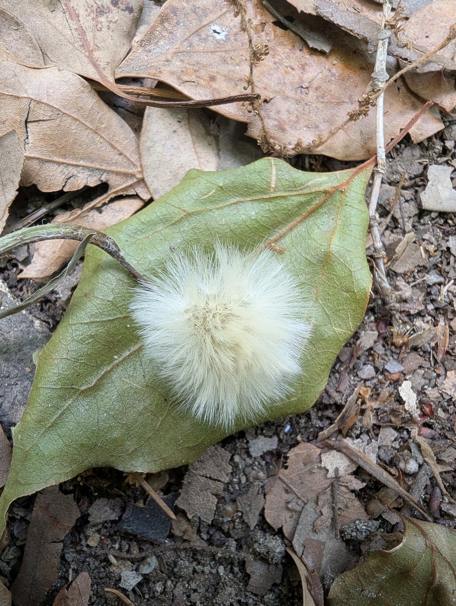 モフモフをこのまま連れて帰りたいぐらいでしたが、ガの幼虫だったのかな。
