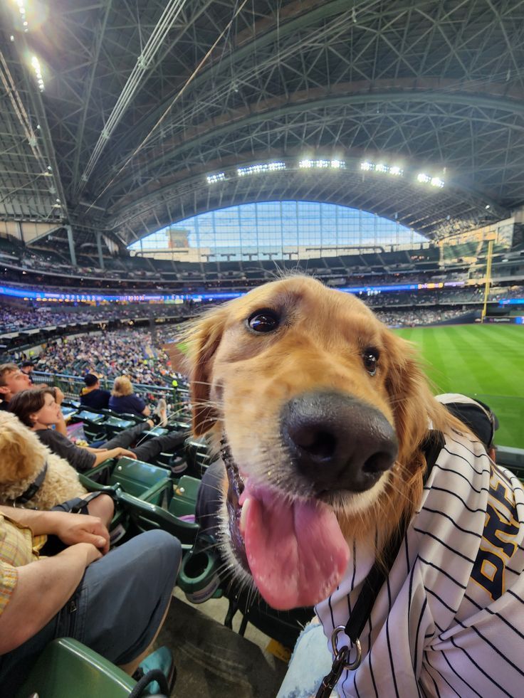 theDogLovers tweet media