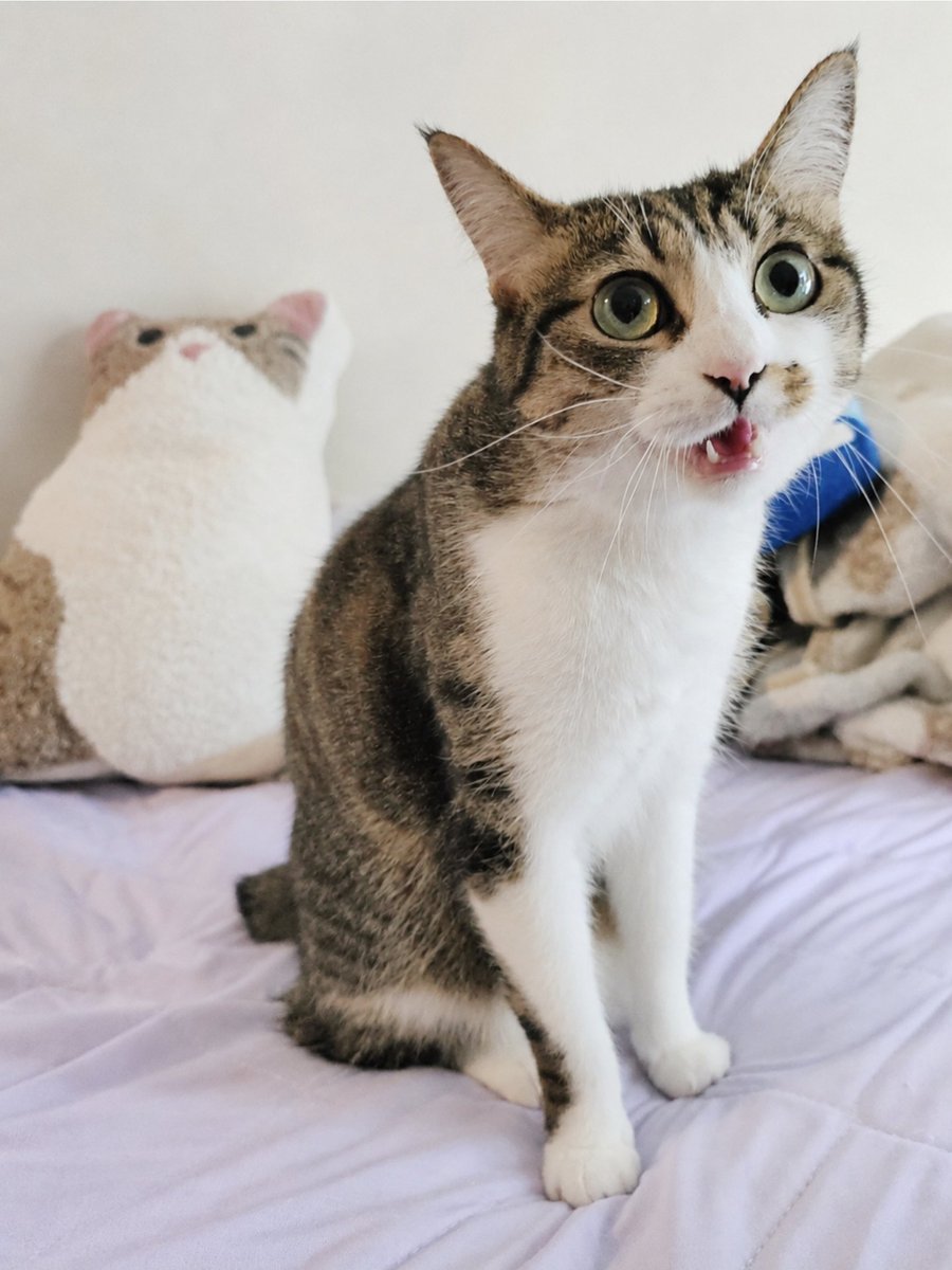 サビ猫くるみ (@kurumi_sabi) / Posts / X