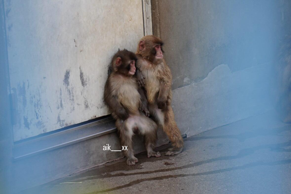 Animal Love tweet media