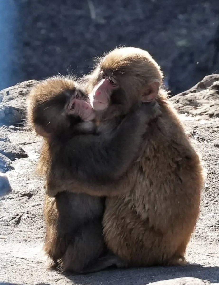 Animal Love tweet media