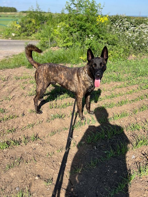 gsrescueelite's tweet photo. Ben is 4yrs old and he came to us in Nov 23. Ben is a clever and eager boy, he can live with older kids but is a typical #DutchHerder so will need a breed exp home
#dogs #germanshepherd #Essex
https://t.co/oJW0YCqRLi https://t.co/p16nxfoWsf