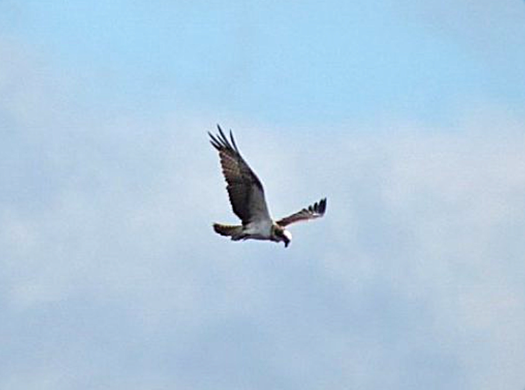 GordonBlackett's tweet photo. An Osprey drifted N high above Rumby Hill, Crook at 8:45 this morning and was buzzed by 9 Swifts as they headed S. @teesbirds1 https://t.co/VMUTL3l0Cx
