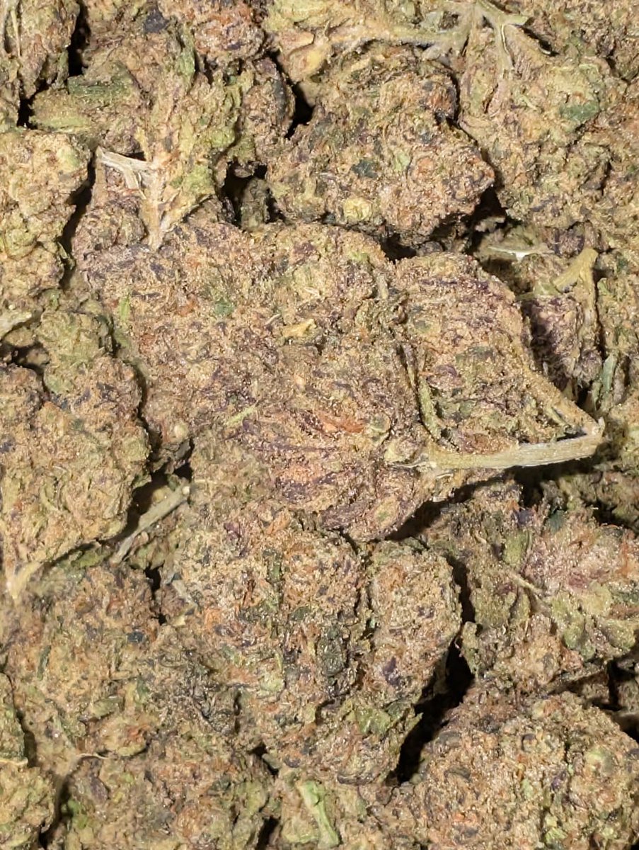 Bud Bloom🌿 tweet media
