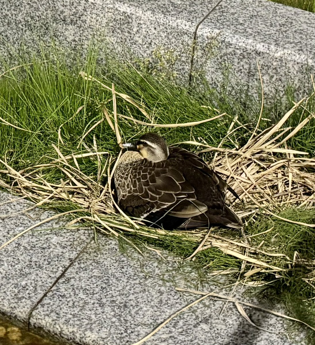 tobimaru1's tweet photo. 金沢駅のカルガモの子どもが産まれたという情報を見て池に来てみたけど、お母さんに守られてて子カルガモは見られなかった😂 https://t.co/W8MxXadKXo