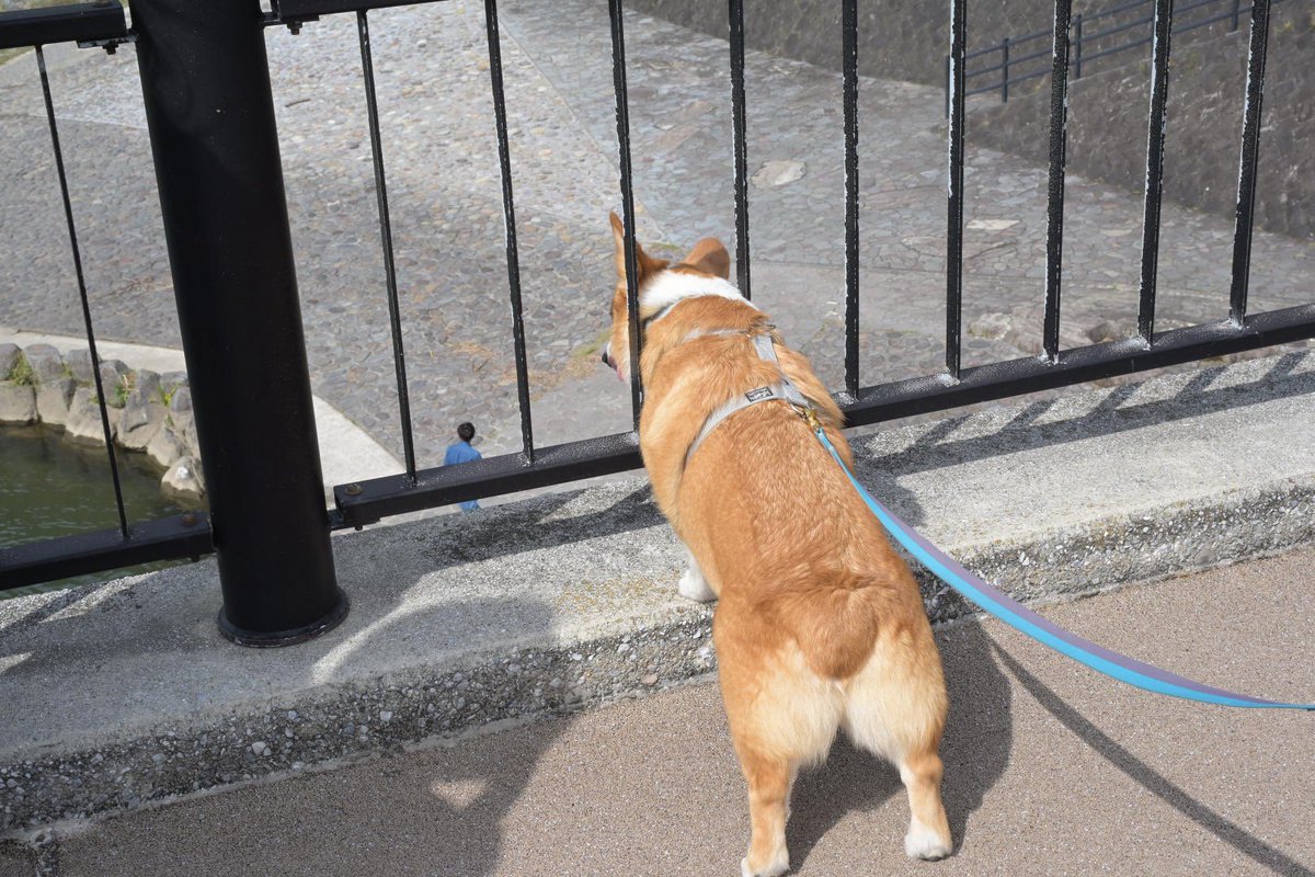 ナニシテルノ？ ボクここにいるよーー #コーギー #コーギーのいる暮らし