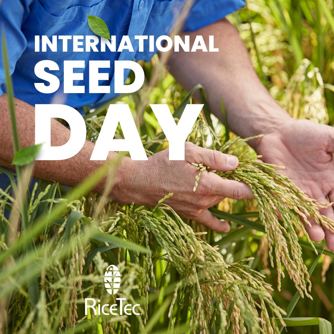 ricetec's tweet photo. Seeds are the foundation of agriculture, and at RiceTec we share a commitment to cultivating a better future through innovation and sustainable rice solutions. Today we celebrate the power of seeds to nourish communities and inspire progress. 
#RiceTec #SustainableAg #RiceAg https://t.co/INLRmlgIMa