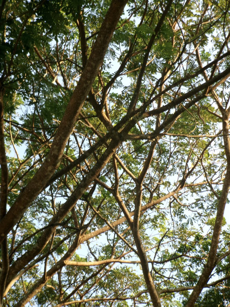 "𝖳𝖱.𝖤𝖤" 🌳 — 𝐉𝐀𝐘 𝐁

𝐉𝐀𝐘 𝐁  3𝗋𝖽 𝖤𝖯 MINI 𝖠𝖫𝖡𝖴𝖬 "𝖳𝖱.𝖤𝖤" 

2026.06.10 🎵

#JAYB #528Hz #TREE