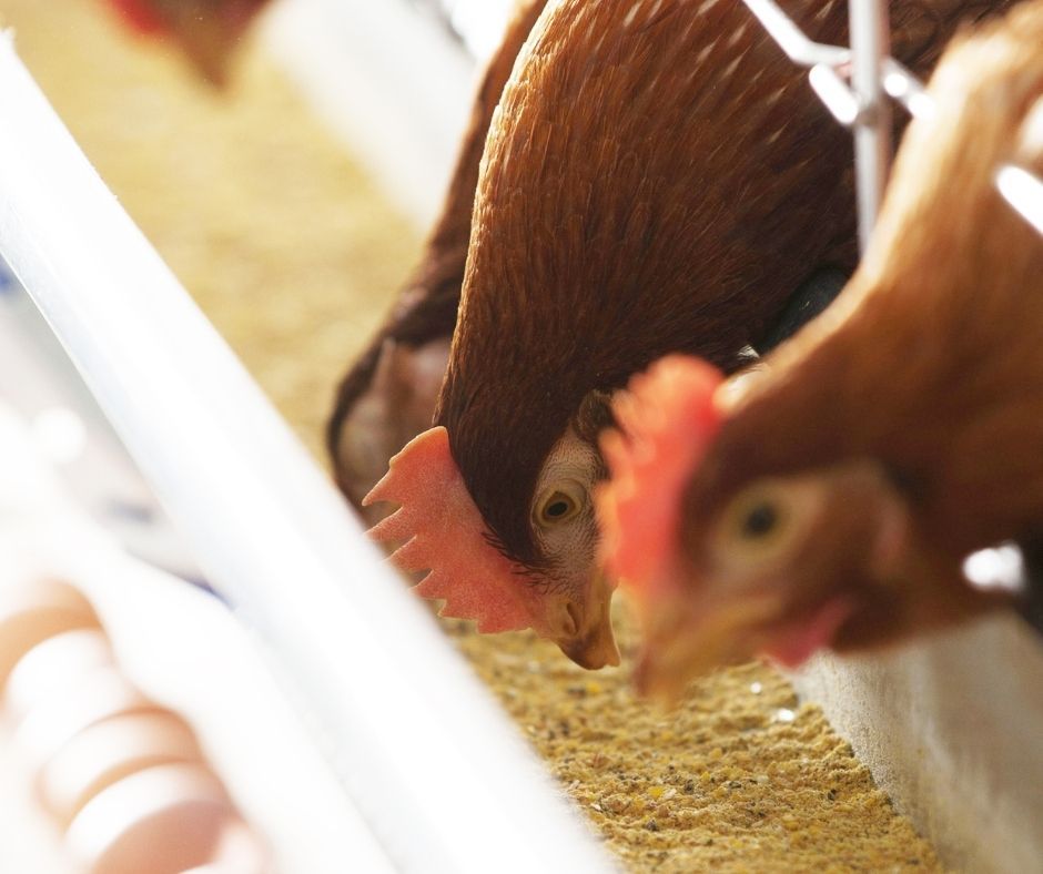 Clark Ag Systems tweet media
