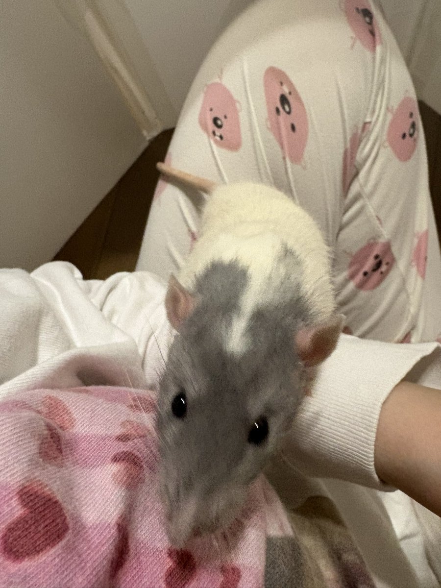 ﾊ・ﾑﾁｬﾝ🐹 (@ha_muchan) / Posts / X