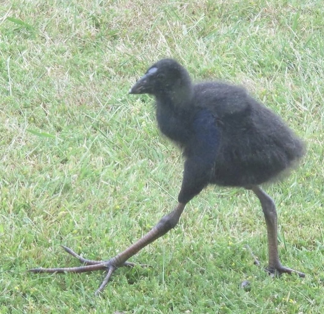 Nature is Phenomenal tweet media