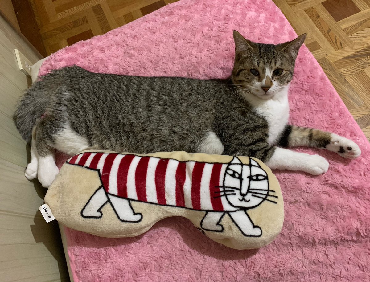 猫じゃらし (@nekosama_18) / Posts / X