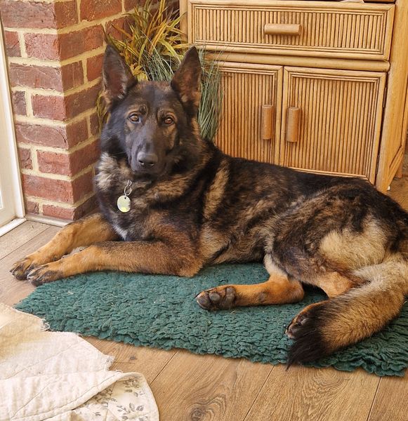 German Shepherd Rescue Elite ( GSRE ) tweet media