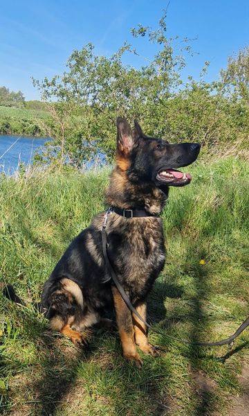 German Shepherd Rescue Elite ( GSRE ) tweet media