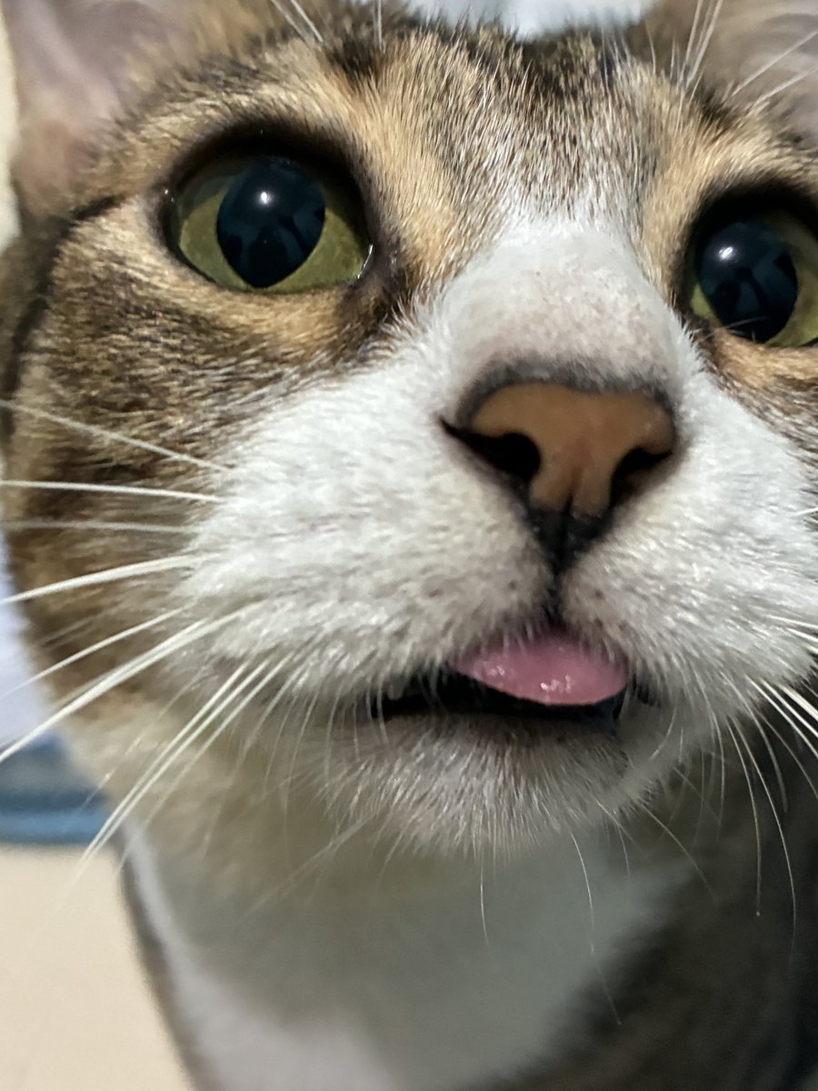Momo and other cats 🐱 tweet media