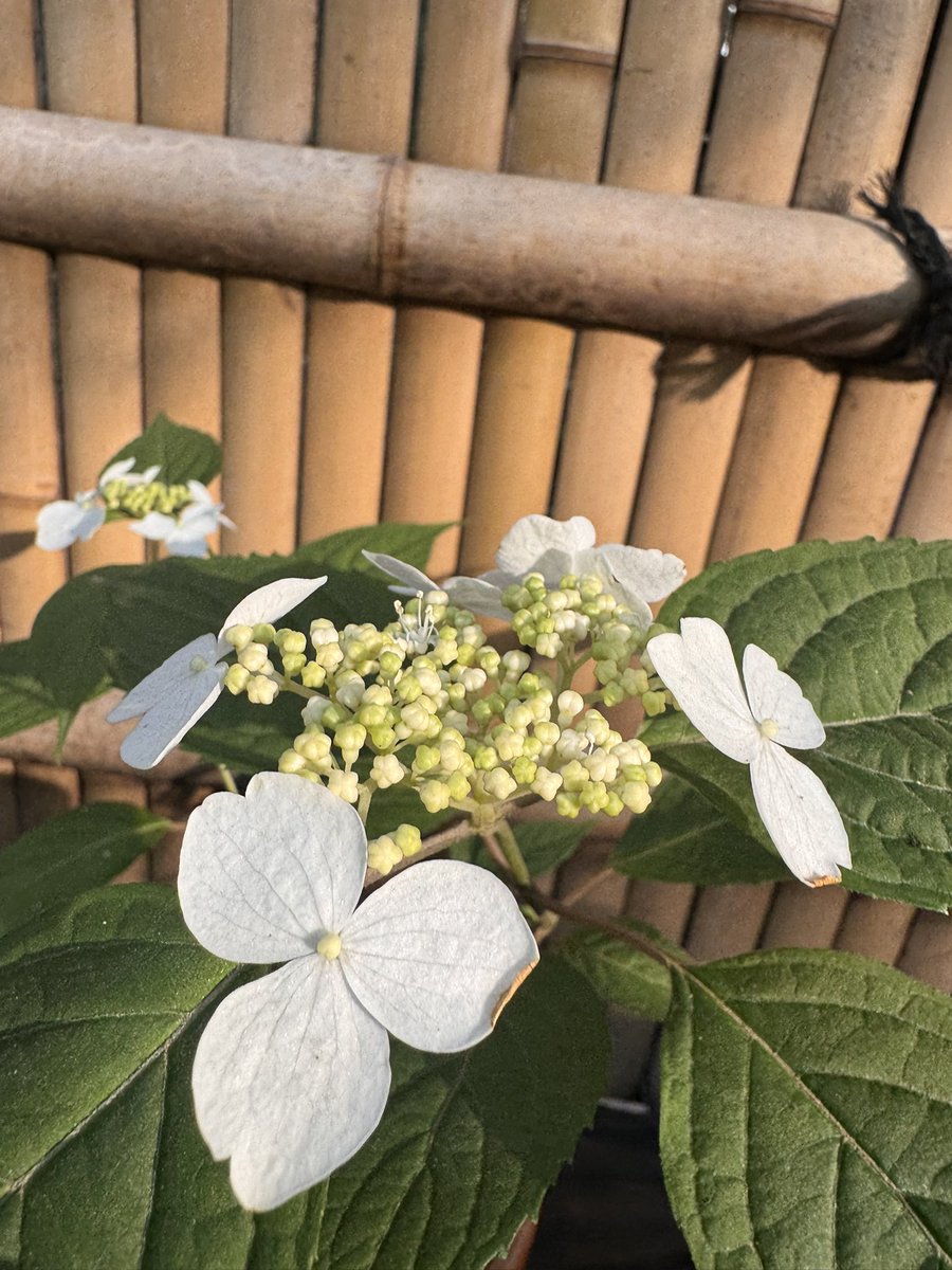 Vo_LAER's tweet photo. 最近の色々。 https://t.co/EavNNIP3Vd