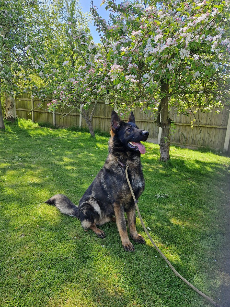 German Shepherd Rescue Elite ( GSRE ) tweet media