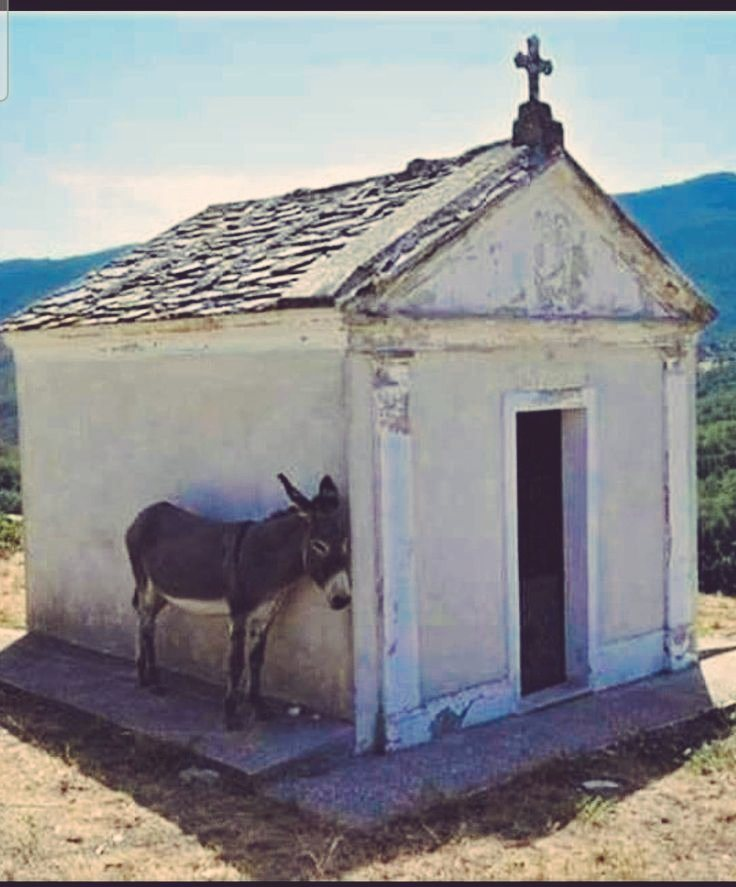 mulatu188's tweet photo. Ψυχουλα ομορφη https://t.co/GBKy13GN9y