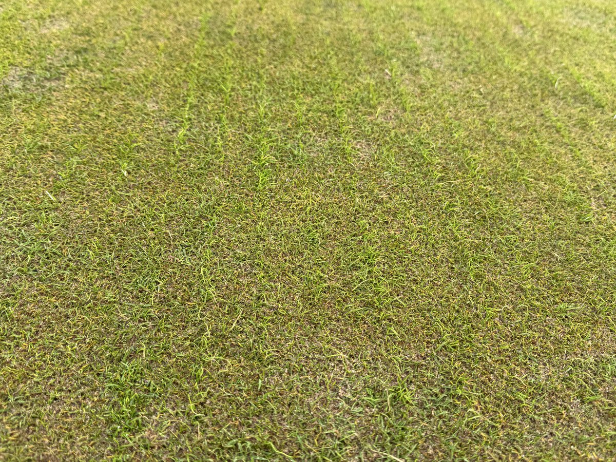Greentech_john's tweet photo. Barenbrug RPR Golf and UFR 100 in very early spring coming through strong in the toughest conditions after fairways and green covered in dune sand.
Always a lovely sight to see fresh seedlings pop https://t.co/k2sUlg20na