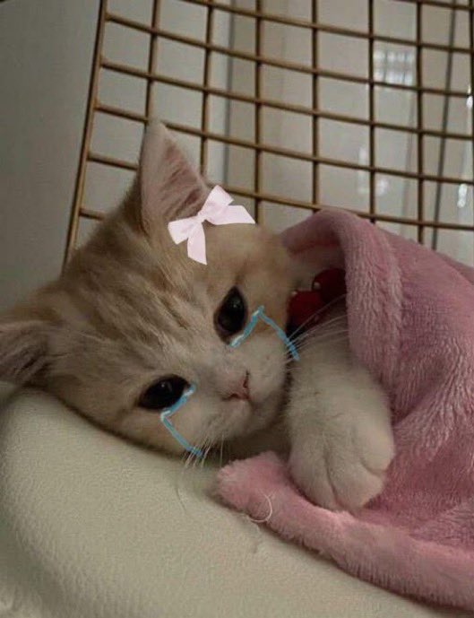 wrchilde's tweet photo. n faço ideia de quantas semanas pq uso implanon emt realmente n taba esperando isso acontecer
não sei q porra q eu vou fazer da mh vida agrr 🥰🥰 https://t.co/AU5pceZyWM