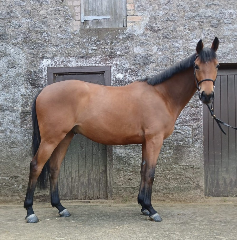 Discovery Bloodstock tweet media