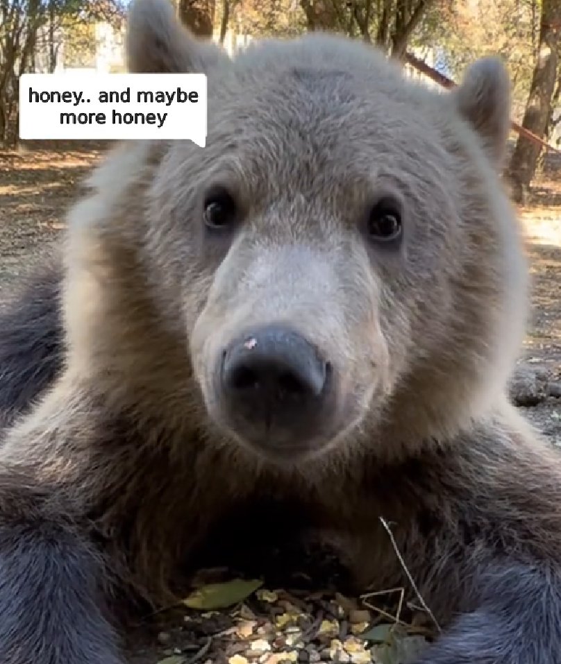 BearyDales tweet media