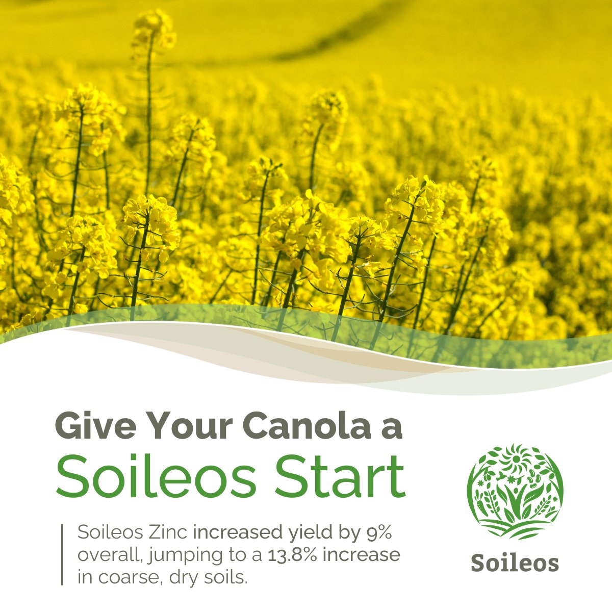soileos's tweet photo. 3 bu/ac can make a massive difference. Data from our trials in Haywood, MB show the results for canola are clear. By using Soileos Zinc, we saw a 9% yield increase overall, jumping to a 13.8% increase in coarse, dry soils.

If you’re looking for a high-ROI solution that integrates seamlessly into your existing dry granular blend, the time to lock in your fertility program is now. Give your canola the "Soileos Start" it deserves.

 Read the full trial breakdown here: https://t.co/H0T6SsfNqT 

#AgTech #Canola #Plant2026 #CdnAg #SoilHealth
