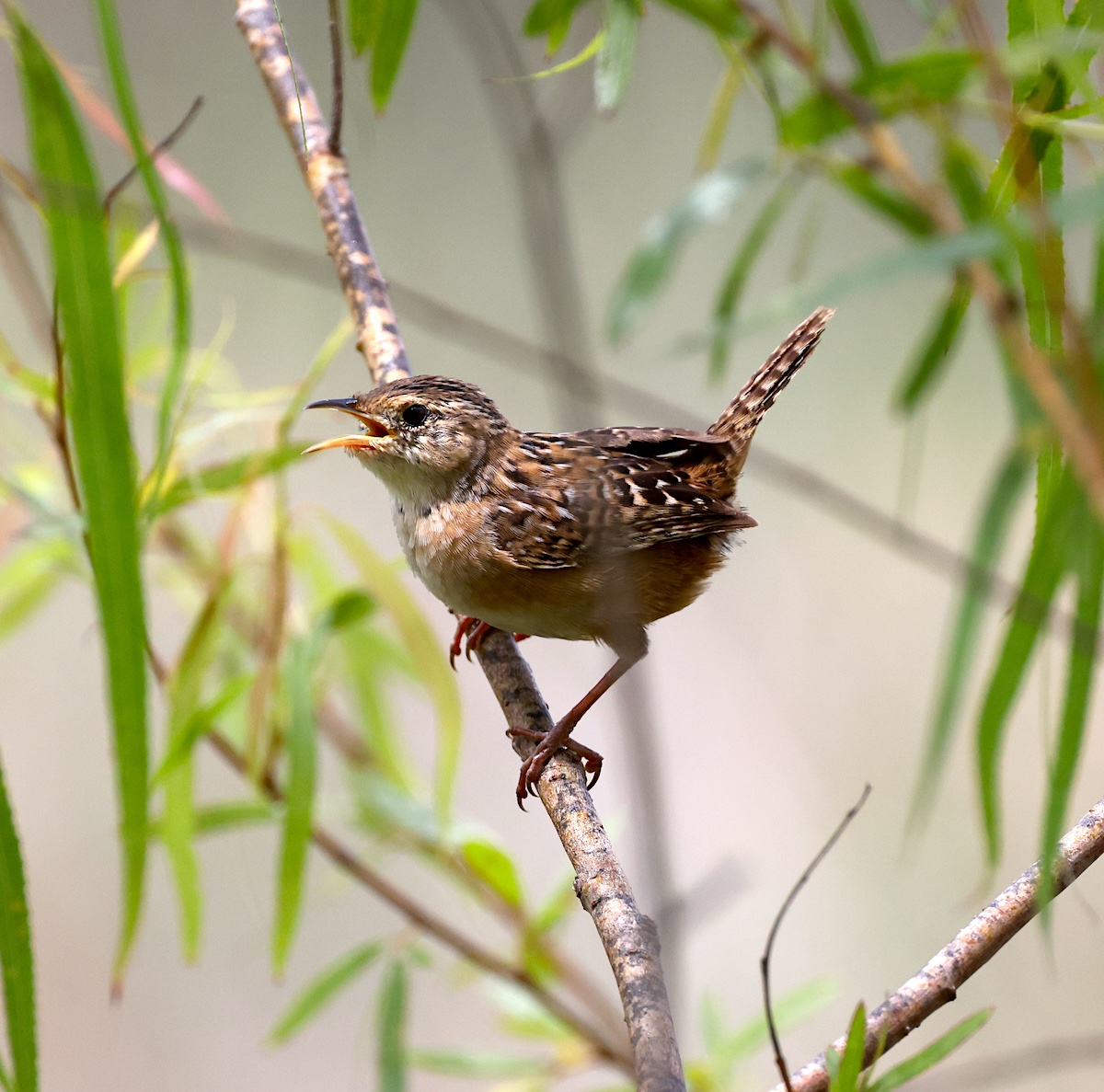 TexasBirder tweet media