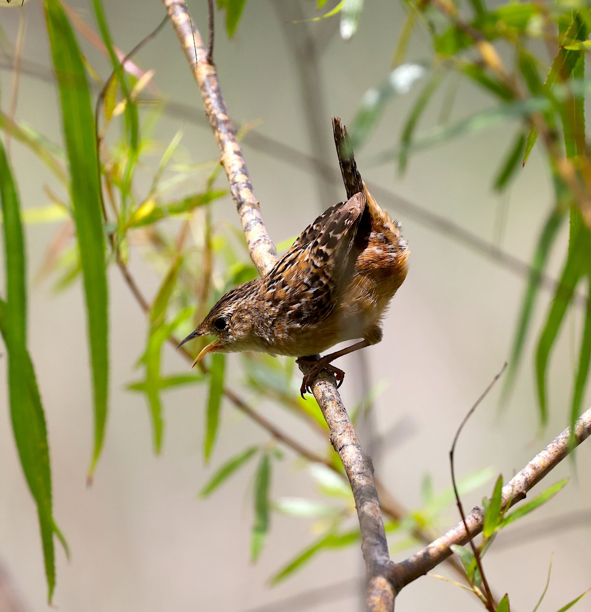 TexasBirder tweet media