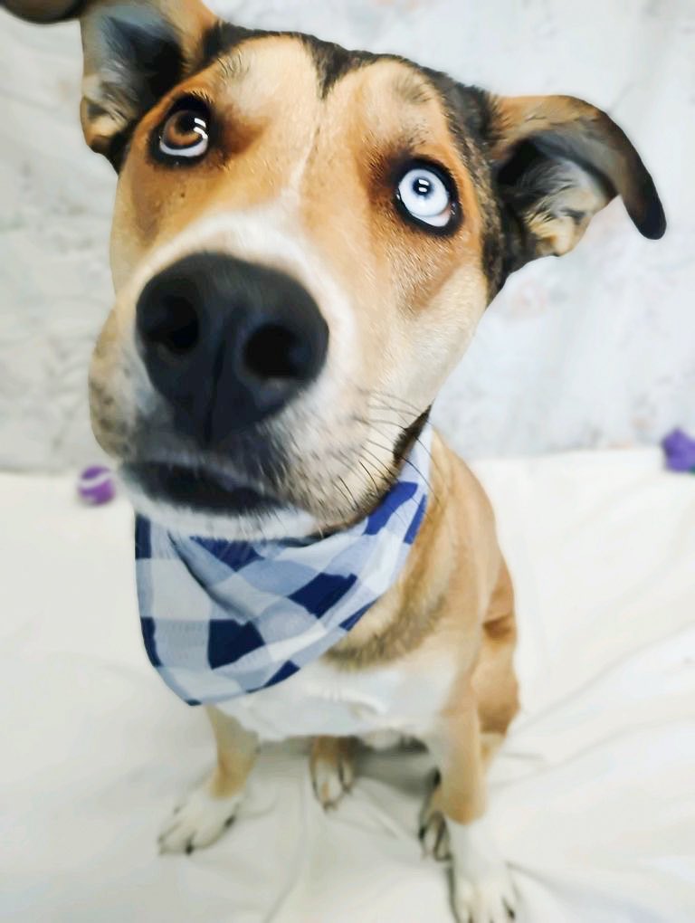 okhumane's tweet photo. Hudson is 1 y/o &amp; 56 lbs, and this lovable goofball would LOVE a foster home where he can kick back, relax, and charm everyone he meets while waiting for his forever family…or you could skip the “waiting” part and just adopt him today. 😏 
Learn more-> https://t.co/hXCr3LfWqs https://t.co/ZfwR7eSnir