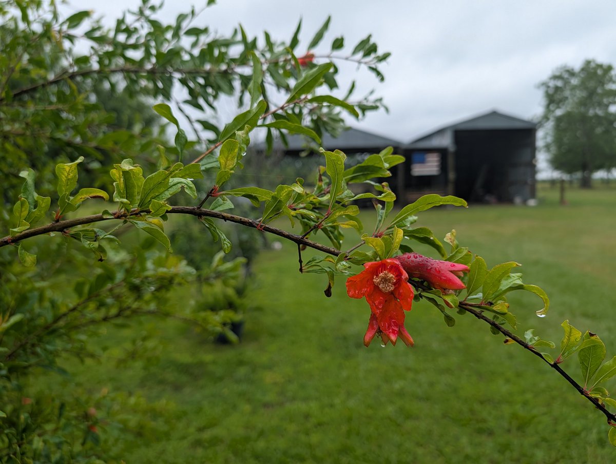 Rick861838's tweet photo. The pomegranates are coming around really nice this year. https://t.co/d1BdoYRKsK