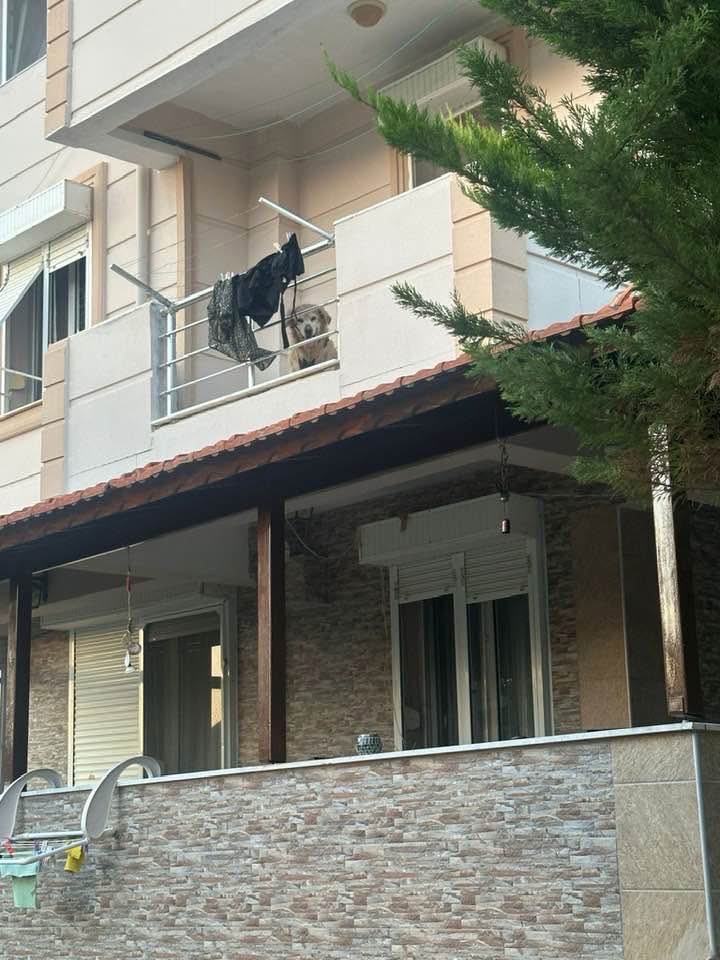 Füsun tweet media