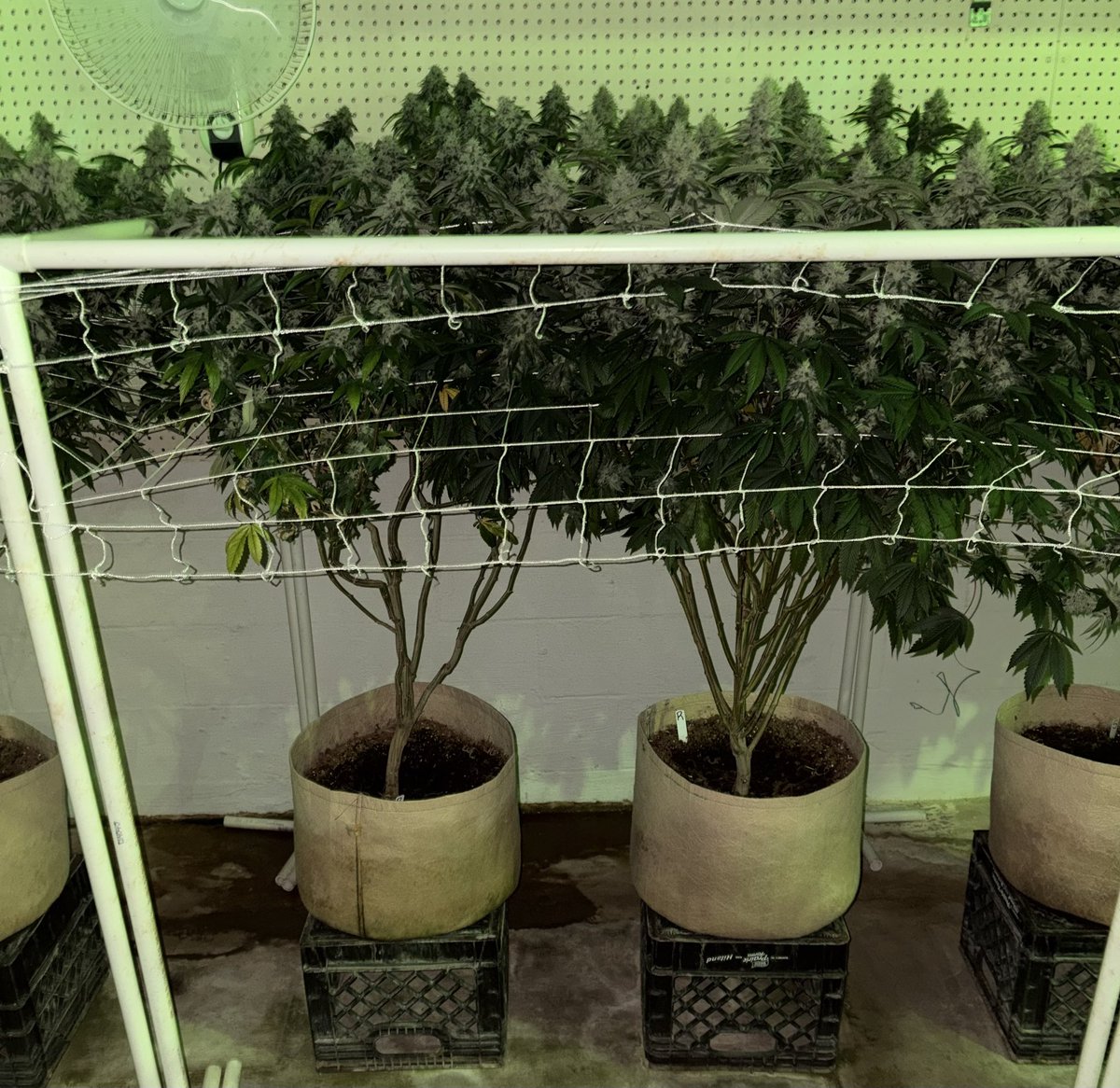 CajunDankMaster's tweet photo. Granddaddy crippie . That one they been whispering about. GDP x Tampa crippie
My keeper pheno 🔥‼️

#GranddaddyCrippie #CrippieKush #FloridaCrippie #CajunStyleGenetics #EliteCajunMagic #MDFamily #GasPack #PressureOnly #DankGenetics #ExoticFlower #CraftCannabis #TerpHunter #FrostMonster #PurpleGas #BuiltForPressure #CajunDankMaster #ChasingDank #RealDealSmoke #FireGenetics #BestThangSmoking