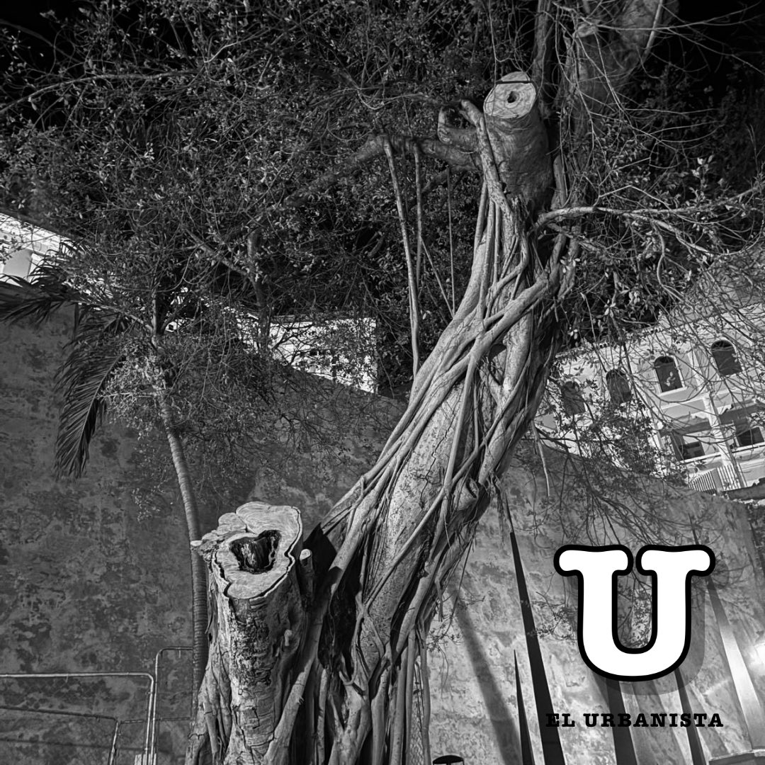 ElUrbanistaPR's tweet photo. Paseo de la Princesa - Un árbol enfermo o en condición de peligro debe atenderse con responsabilidad y rigor técnico. La seguridad pública no puede ponerse en riesgo. Pero igual de importante es comprender que la pérdida de un árbol maduro en espacios como el Paseo de la Princesa no puede tratarse como un evento aislado o reemplazarse con improvisación.

La sombra en el Viejo San Juan es infraestructura verde que escasea y se valora. Reduce calor, mejora la experiencia peatonal, protege el espacio público y aporta valor ambiental, histórico y de paisaje.

Toda intervención de poda, debe venir acompañada de un plan claro de restauración y reemplazo del dosel de los árboles, con especies adecuadas, manejo profesional y una visión de largo plazo. Perder sombra en una ciudad tropical y patrimonial también implica perder habitabilidad.

National Park Service Puerto Rico Tourism Company Departamento de Recursos Naturales y Ambientalessjciudadcapital

#RescatemosElTerritorio #ElUrbanista #PedroMCardonaRoig

📸 suministrada