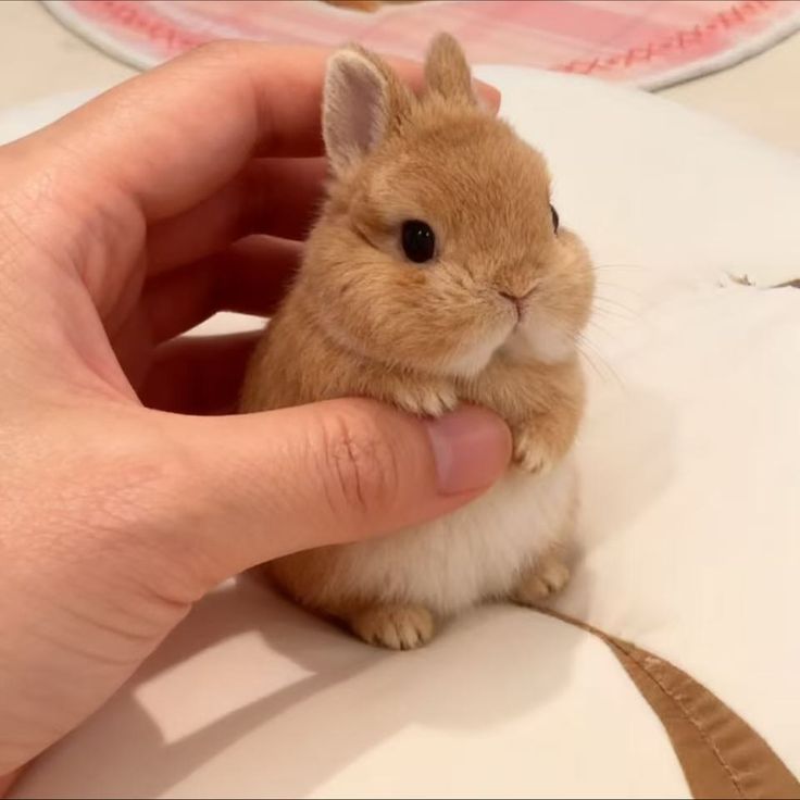 thepopularanimals tweet media