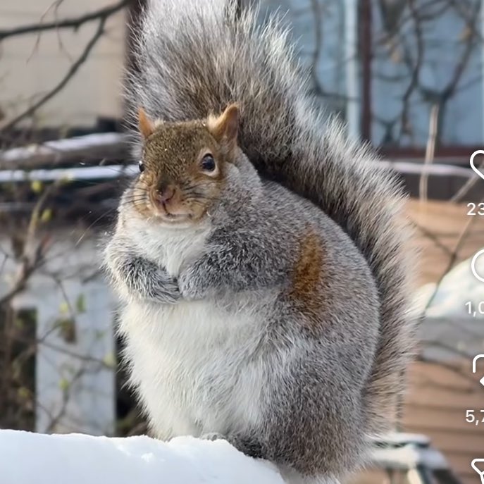 radiotrees's tweet photo. saw this squirrel and it reminded me of tyler when he’s all bundled up. its face even resembled his. whatever. https://t.co/3kJNWtxLtR