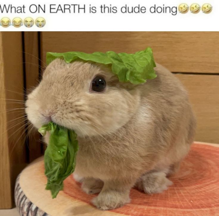 thepopularanimals tweet media