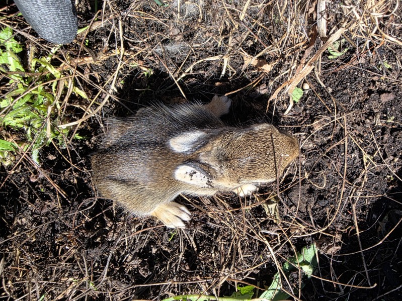 CallMeSymphathy's tweet photo. // Baby bunnies in the planter? Guess I know who gets the strawberries this year... https://t.co/UnHlAmHGPl