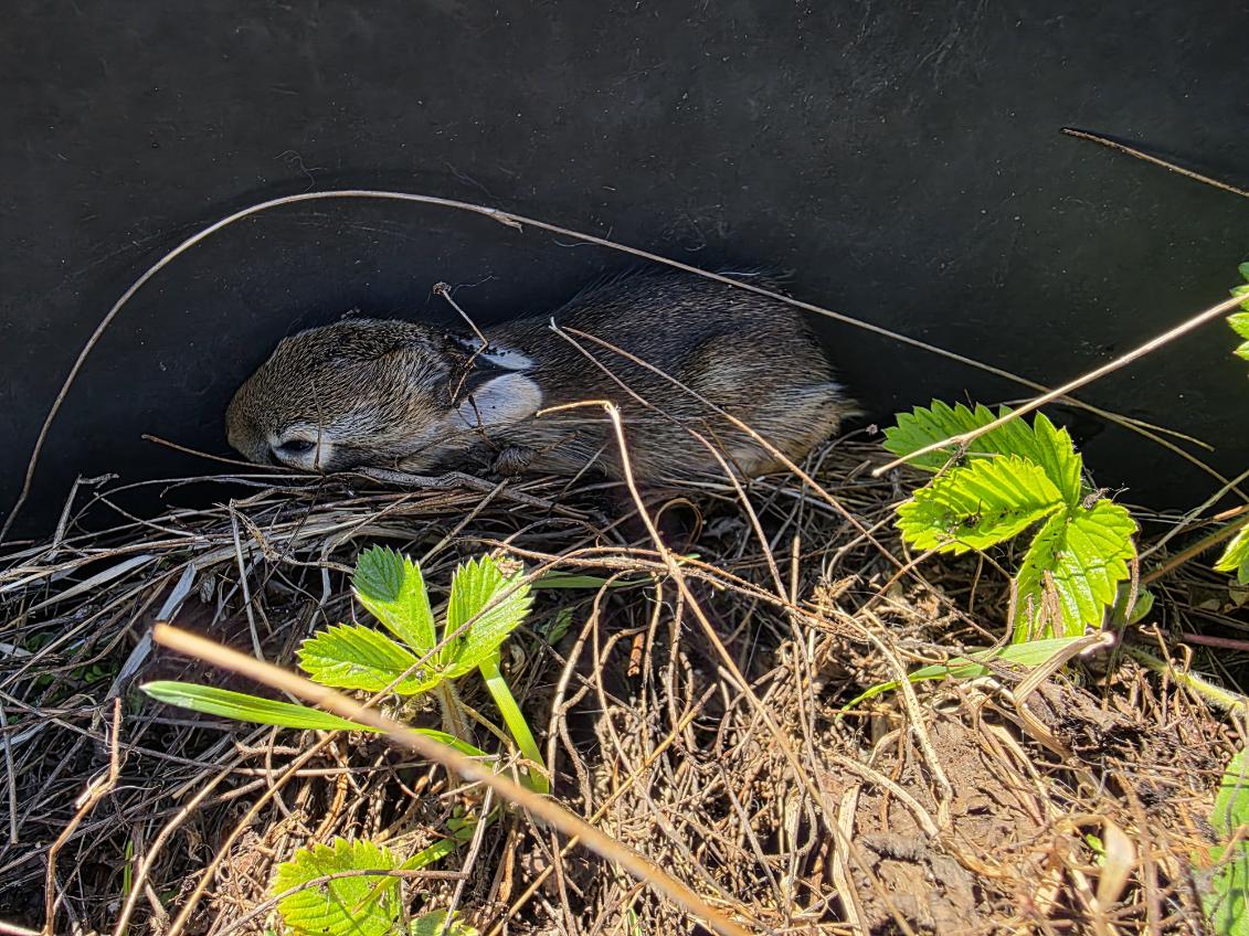 CallMeSymphathy's tweet photo. // Baby bunnies in the planter? Guess I know who gets the strawberries this year... https://t.co/UnHlAmHGPl