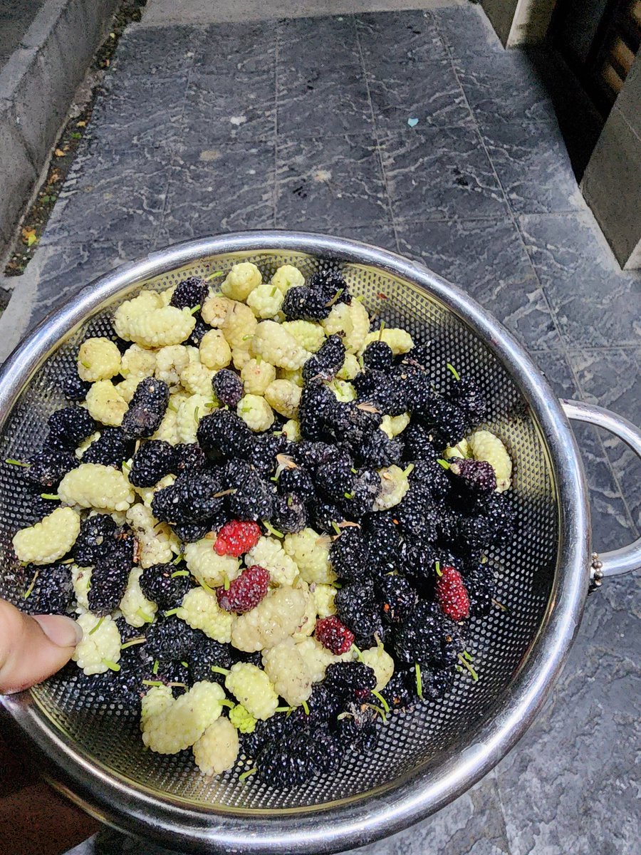 mostafavosogh's tweet photo. رحمت خدا بر کسی درخت‌های توت در تهران کاشت
ماحصل باد شدید تهران https://t.co/gBqIRO2Fh2