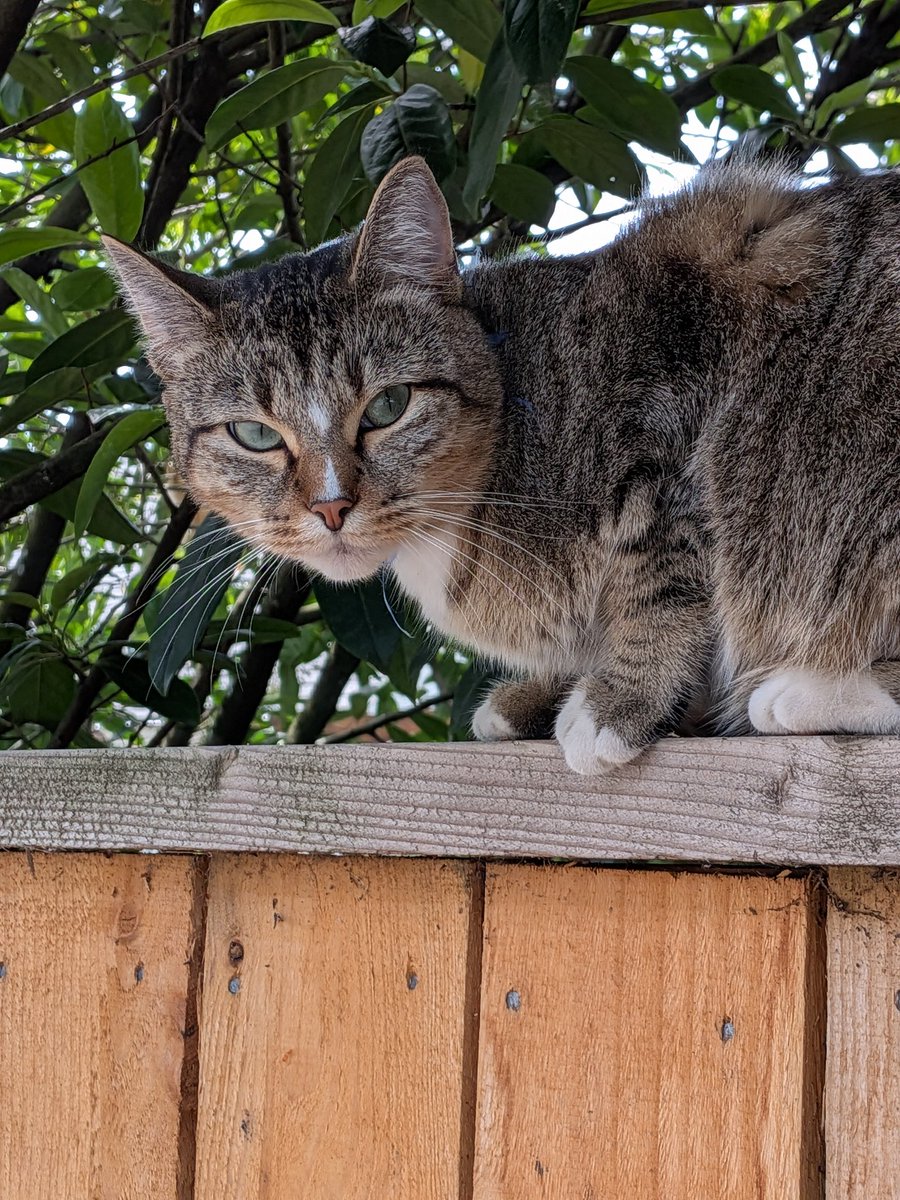 ginastarke's tweet photo. @stefkalkreuth @catsareblessing Cuddles? LOL? This little drill sergeant  wouldn't leave me alone until we were outside. You'd think she had a meeting scheduled with the crows😆 https://t.co/YagQwvUcNL